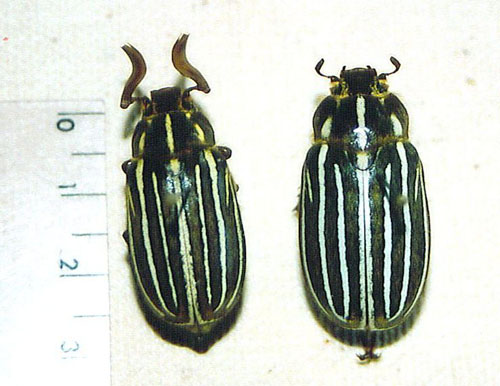 tenlined June beetles